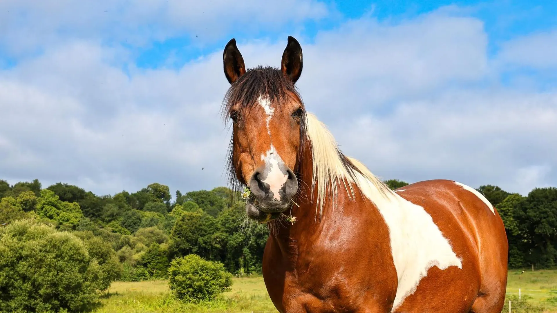 Gite Equestre Du Dourdu Loperec Holiday home